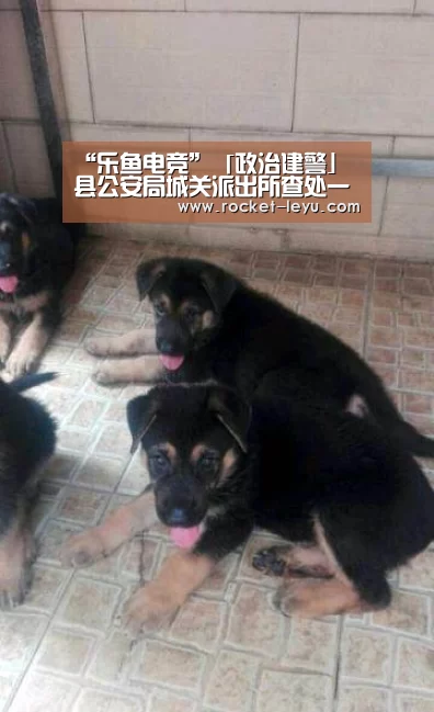 乐鱼电竞官网